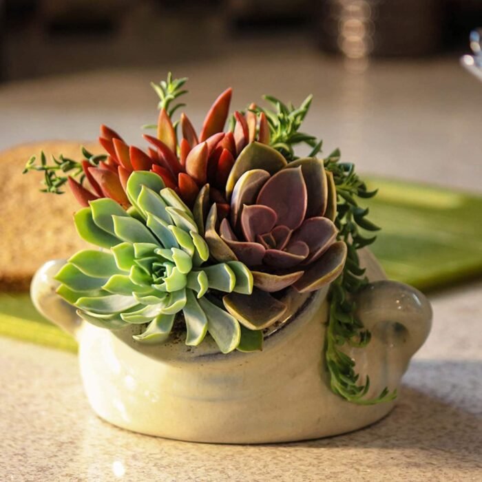 Altman Plants, Live Succulent Plants (20 Pack) Assorted Potted Succulents Plants Live House Plants in Cacti and Succulent Soil Mix, Cactus Plants Live Indoor Plants Live Houseplants in Planter Pots - Image 10