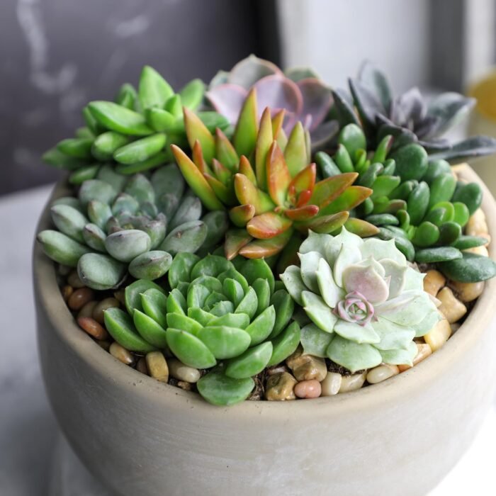 Altman Plants, Live Succulent Plants (20 Pack) Assorted Potted Succulents Plants Live House Plants in Cacti and Succulent Soil Mix, Cactus Plants Live Indoor Plants Live Houseplants in Planter Pots - Image 7