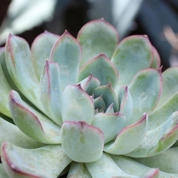 Altman Plants, Live Succulent Plants (20 Pack) Assorted Potted Succulents Plants Live House Plants in Cacti and Succulent Soil Mix, Cactus Plants Live Indoor Plants Live Houseplants in Planter Pots - Image 8