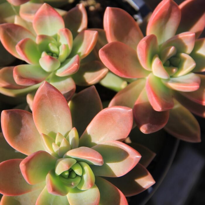 Altman Plants, Live Succulent Plants (20 Pack) Assorted Potted Succulents Plants Live House Plants in Cacti and Succulent Soil Mix, Cactus Plants Live Indoor Plants Live Houseplants in Planter Pots - Image 3