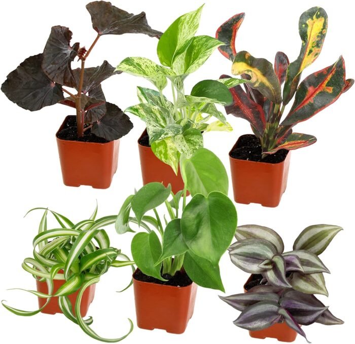Easy to Grow Houseplants (Pack of 6), Live House Plants in Containers, Growers Choice Plant Set in Planters with Potting Soil Mix, Home Décor Planting Kit or Outdoor Garden Gifts by Plants for Pets
