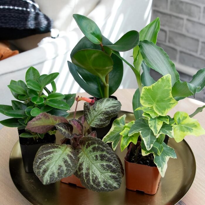 Easy to Grow Houseplants (Pack of 6), Live House Plants in Containers, Growers Choice Plant Set in Planters with Potting Soil Mix, Home Décor Planting Kit or Outdoor Garden Gifts by Plants for Pets - Image 7