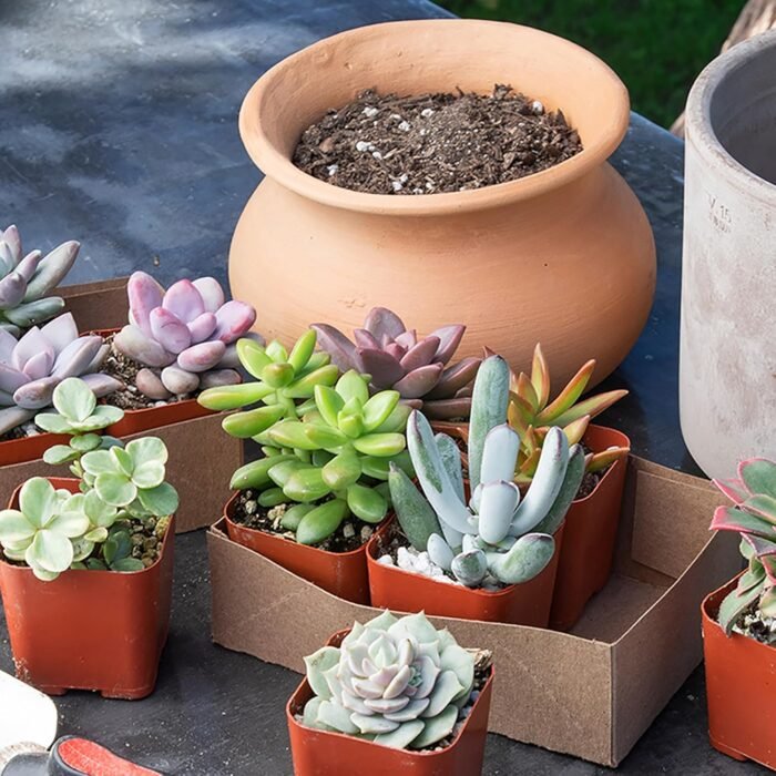 Altman Plants, Live Succulent Plants (20 Pack) Assorted Potted Succulents Plants Live House Plants in Cacti and Succulent Soil Mix, Cactus Plants Live Indoor Plants Live Houseplants in Planter Pots - Image 4