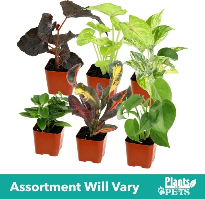 Easy to Grow Houseplants (Pack of 6), Live House Plants in Containers, Growers Choice Plant Set in Planters with Potting Soil Mix, Home Décor Planting Kit or Outdoor Garden Gifts by Plants for Pets - Image 8