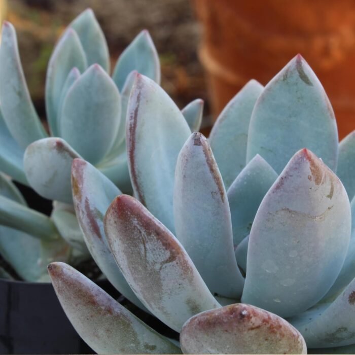 Altman Plants, Live Succulent Plants (20 Pack) Assorted Potted Succulents Plants Live House Plants in Cacti and Succulent Soil Mix, Cactus Plants Live Indoor Plants Live Houseplants in Planter Pots - Image 13