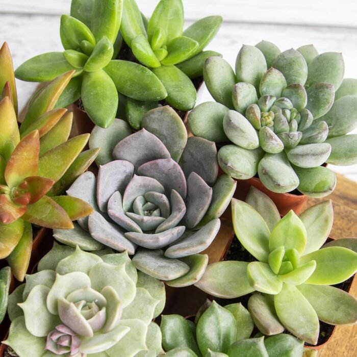 Altman Plants, Live Succulent Plants (20 Pack) Assorted Potted Succulents Plants Live House Plants in Cacti and Succulent Soil Mix, Cactus Plants Live Indoor Plants Live Houseplants in Planter Pots - Image 2