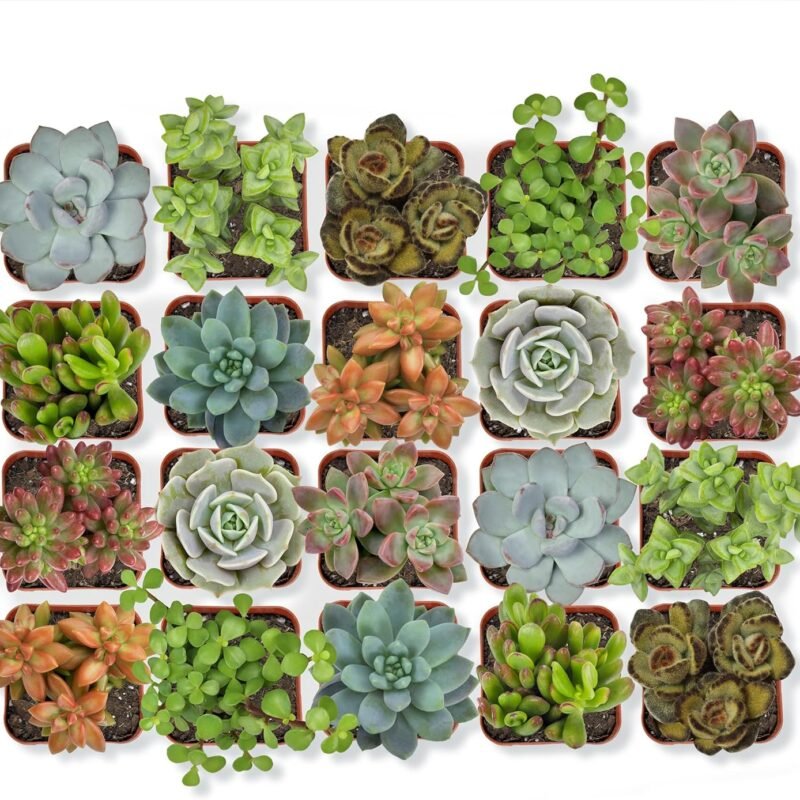 Altman Plants, Live Succulent Plants (20 Pack) Assorted Potted Succulents Plants Live House Plants in Cacti and Succulent Soil Mix, Cactus Plants Live Indoor Plants Live Houseplants in Planter Pots