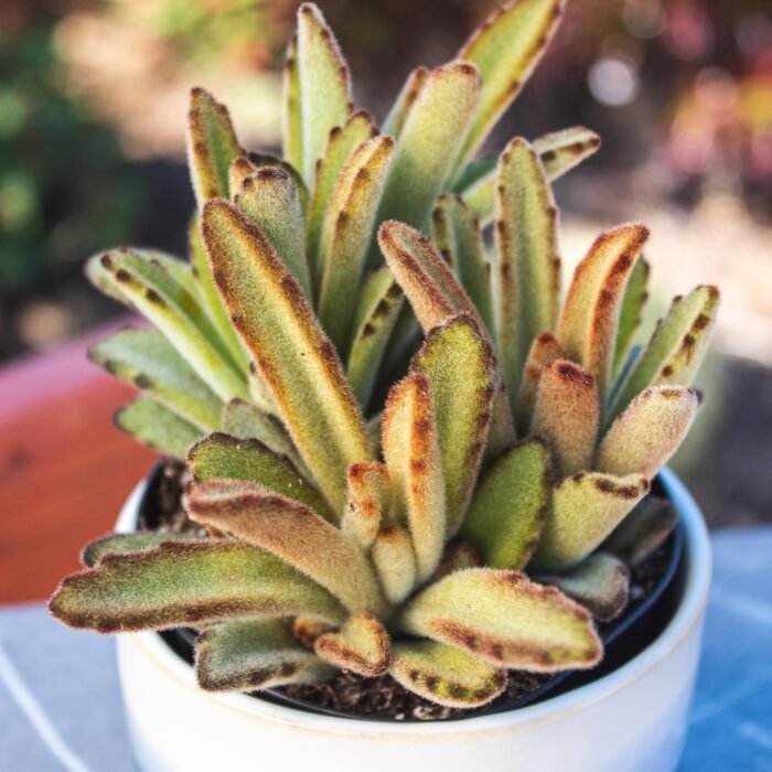 Altman Plants, Live Succulent Plants (20 Pack) Assorted Potted Succulents Plants Live House Plants in Cacti and Succulent Soil Mix, Cactus Plants Live Indoor Plants Live Houseplants in Planter Pots - Image 12
