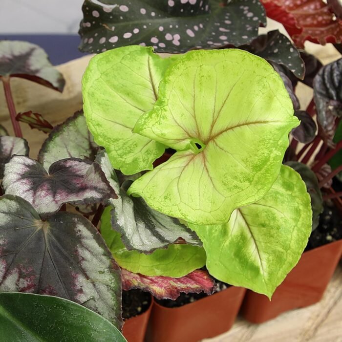 Easy to Grow Houseplants (Pack of 6), Live House Plants in Containers, Growers Choice Plant Set in Planters with Potting Soil Mix, Home Décor Planting Kit or Outdoor Garden Gifts by Plants for Pets - Image 3