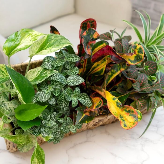 Easy to Grow Houseplants (Pack of 6), Live House Plants in Containers, Growers Choice Plant Set in Planters with Potting Soil Mix, Home Décor Planting Kit or Outdoor Garden Gifts by Plants for Pets - Image 2