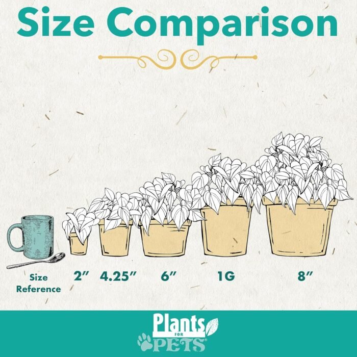 Easy to Grow Houseplants (Pack of 6), Live House Plants in Containers, Growers Choice Plant Set in Planters with Potting Soil Mix, Home Décor Planting Kit or Outdoor Garden Gifts by Plants for Pets - Image 5