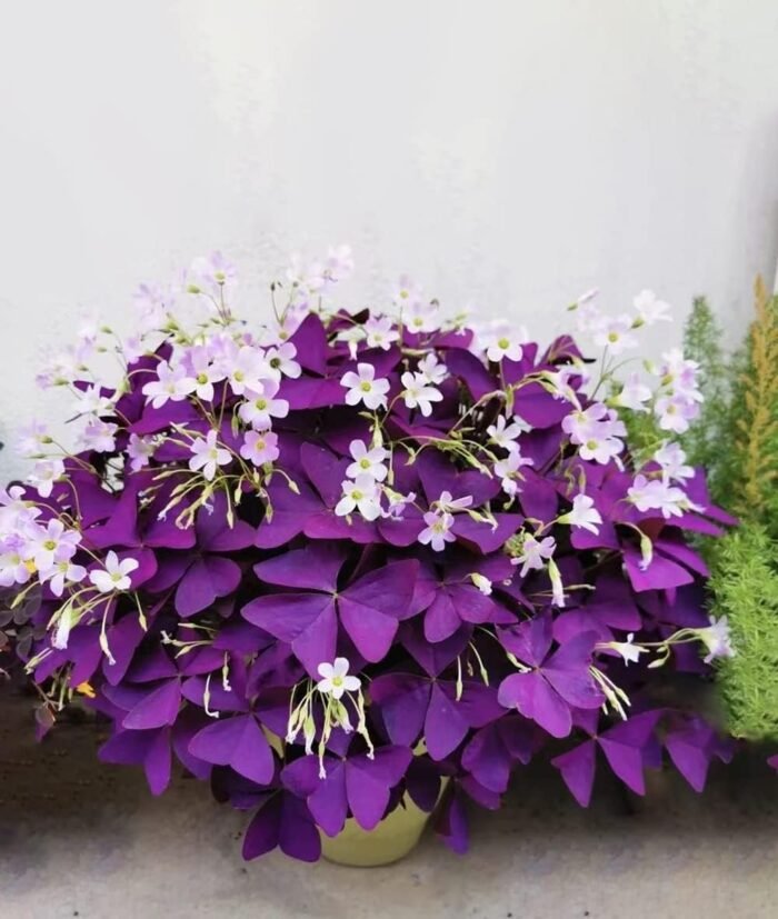 12PCS Purple Shamrocks Bulbs Good Luck Plant Purple Oxalis Bulbs for Planting Grows Indoor or Outdoor Oxalis Triangularis Bulb The Novice Gardener's Choice