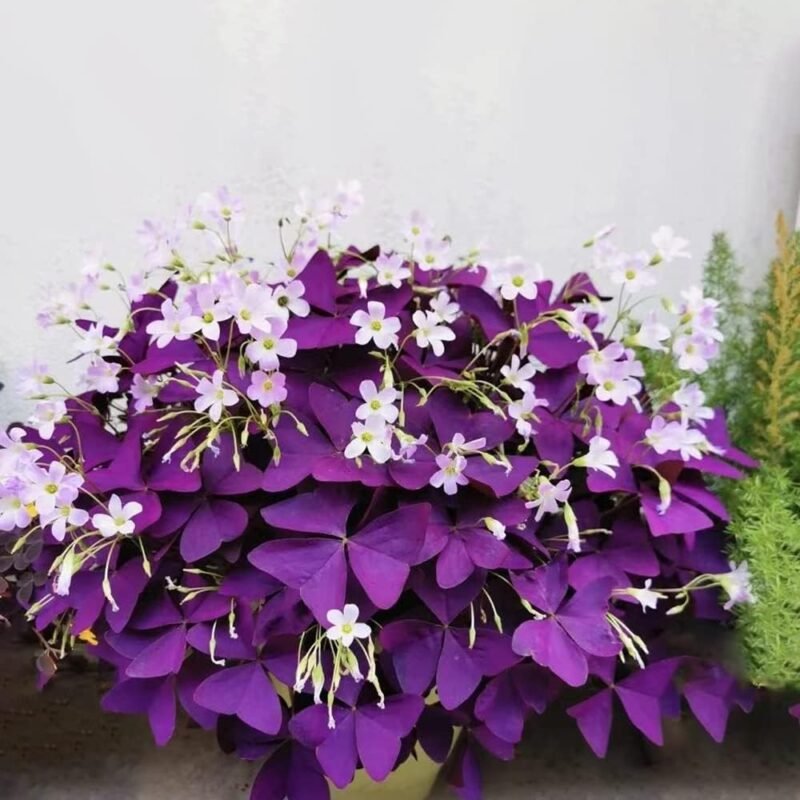 12PCS Purple Shamrocks Bulbs Good Luck Plant Purple Oxalis Bulbs for Planting Grows Indoor or Outdoor Oxalis Triangularis Bulb The Novice Gardener's Choice