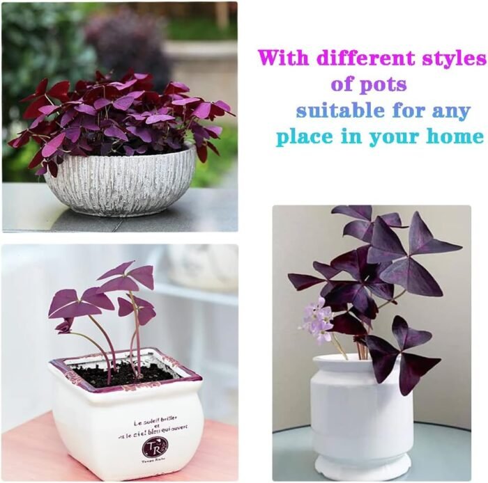 12PCS Purple Shamrocks Bulbs Good Luck Plant Purple Oxalis Bulbs for Planting Grows Indoor or Outdoor Oxalis Triangularis Bulb The Novice Gardener's Choice - Image 4