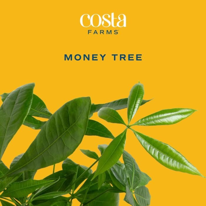 Costa Farms Money Tree, Easy Care Indoor Plant, Live Houseplant in Ceramic Planter Pot, Bonsai Potted in Potting Soil, Home Décor, Birthday Gift, New Home Gift, Outdoor Garden Gift, 16-Inches Tall - Image 2