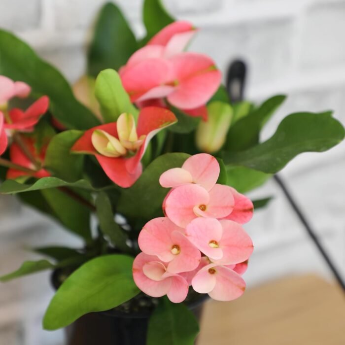 Euphorbia Crown of Thorns Plant Decor, Perennial Plants Ready to Plant, Cactus Plants Live Houseplants, Outdoor Plants Live House Plants Live Plants Indoor Plants Live Houseplants by Plants for Pets - Image 5