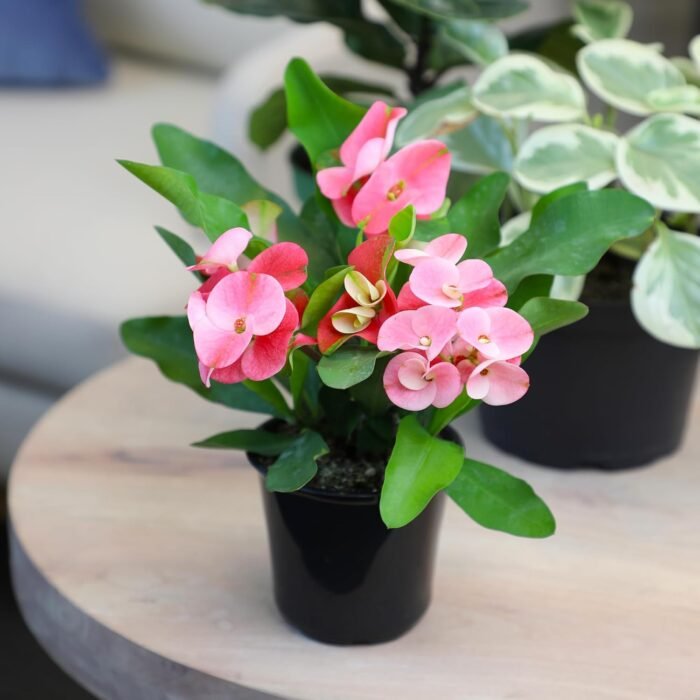Euphorbia Crown of Thorns Plant Decor, Perennial Plants Ready to Plant, Cactus Plants Live Houseplants, Outdoor Plants Live House Plants Live Plants Indoor Plants Live Houseplants by Plants for Pets - Image 6