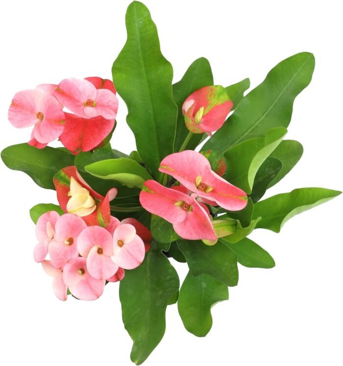 Euphorbia Crown of Thorns Plant Decor, Perennial Plants Ready to Plant, Cactus Plants Live Houseplants, Outdoor Plants Live House Plants Live Plants Indoor Plants Live Houseplants by Plants for Pets - Image 3