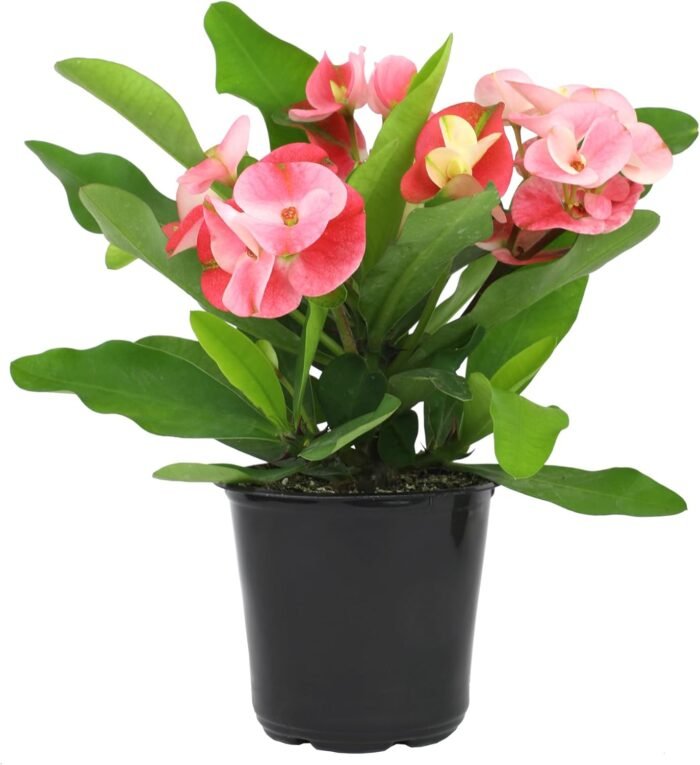Euphorbia Crown of Thorns Plant Decor, Perennial Plants Ready to Plant, Cactus Plants Live Houseplants, Outdoor Plants Live House Plants Live Plants Indoor Plants Live Houseplants by Plants for Pets - Image 2