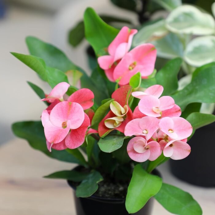 Euphorbia Crown of Thorns Plant Decor, Perennial Plants Ready to Plant, Cactus Plants Live Houseplants, Outdoor Plants Live House Plants Live Plants Indoor Plants Live Houseplants by Plants for Pets - Image 7
