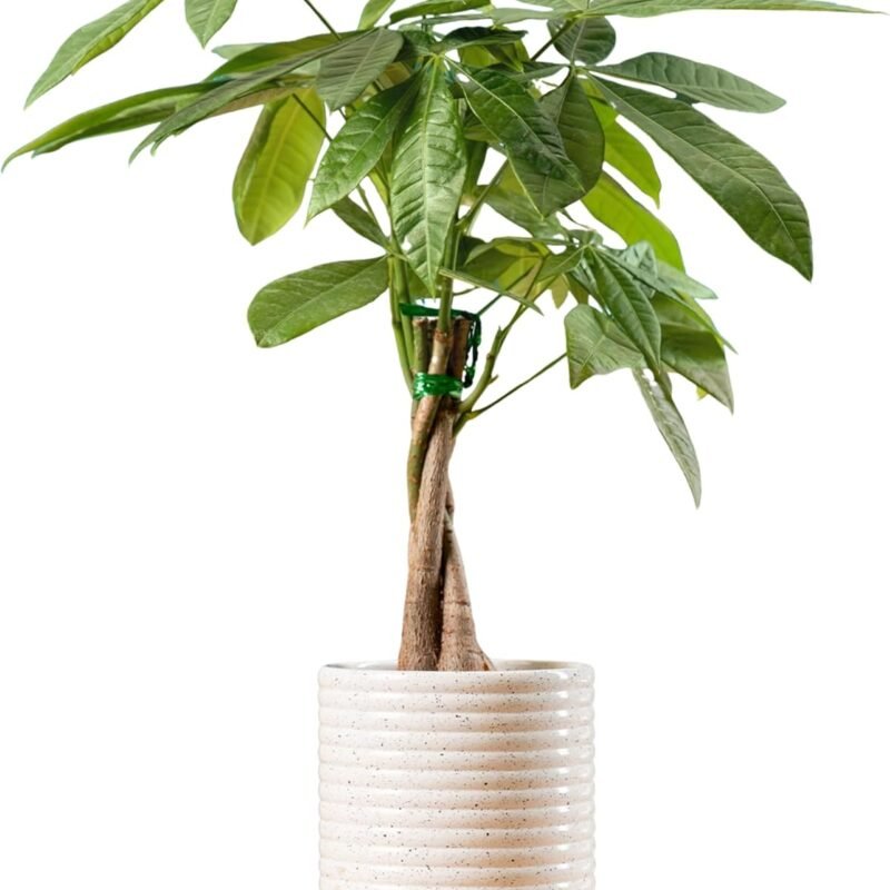 Costa Farms Money Tree, Easy Care Indoor Plant, Live Houseplant in Ceramic Planter Pot, Bonsai Potted in Potting Soil, Home Décor, Birthday Gift, New Home Gift, Outdoor Garden Gift, 16-Inches Tall