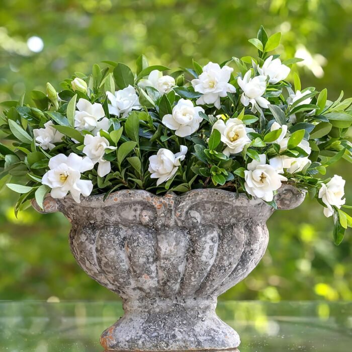 Southern Living Jublilation Gardenia, 2 Gal, Fragrant White Flowers - Image 3