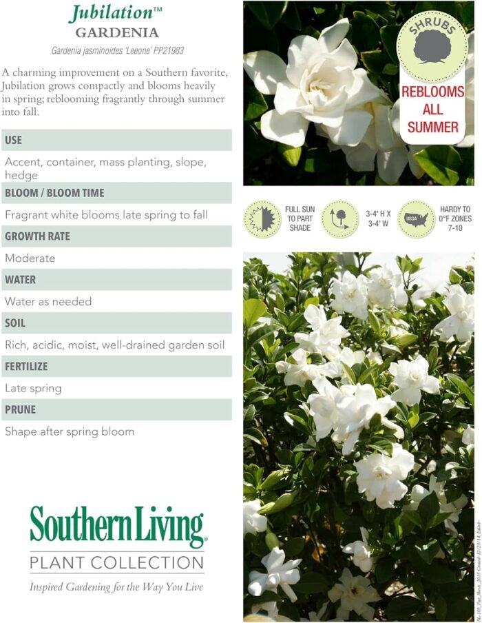 Southern Living Jublilation Gardenia, 2 Gal, Fragrant White Flowers - Image 4