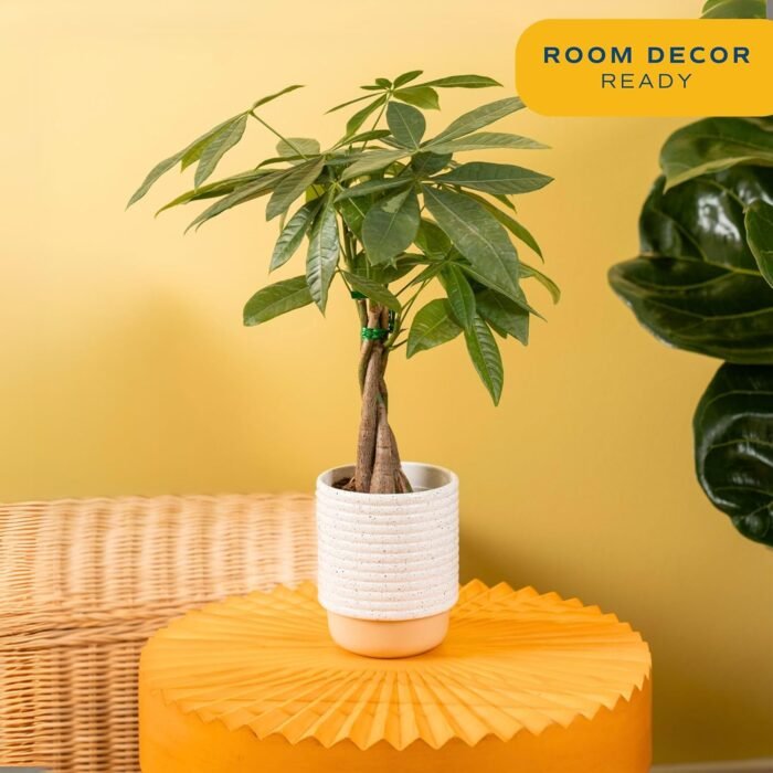 Costa Farms Money Tree, Easy Care Indoor Plant, Live Houseplant in Ceramic Planter Pot, Bonsai Potted in Potting Soil, Home Décor, Birthday Gift, New Home Gift, Outdoor Garden Gift, 16-Inches Tall - Image 4