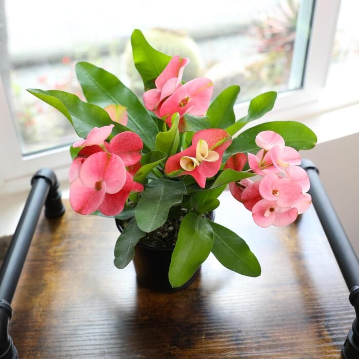 Euphorbia Crown of Thorns Plant Decor, Perennial Plants Ready to Plant, Cactus Plants Live Houseplants, Outdoor Plants Live House Plants Live Plants Indoor Plants Live Houseplants by Plants for Pets - Image 4
