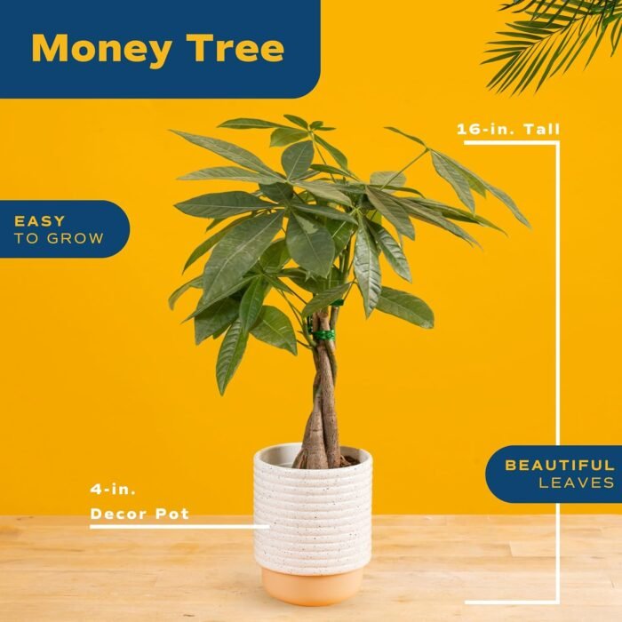 Costa Farms Money Tree, Easy Care Indoor Plant, Live Houseplant in Ceramic Planter Pot, Bonsai Potted in Potting Soil, Home Décor, Birthday Gift, New Home Gift, Outdoor Garden Gift, 16-Inches Tall - Image 3