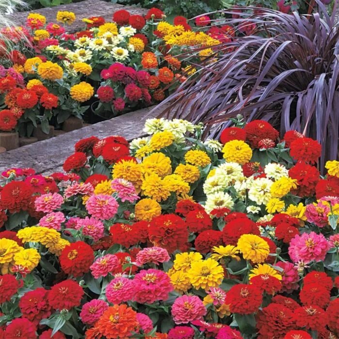 1000+ Crazy Blend Zinnia Seeds for Planting Zinnia Elegans Heirloom Open Pollinated & Untreated Mixed Color Zinnia Flowers - Image 6