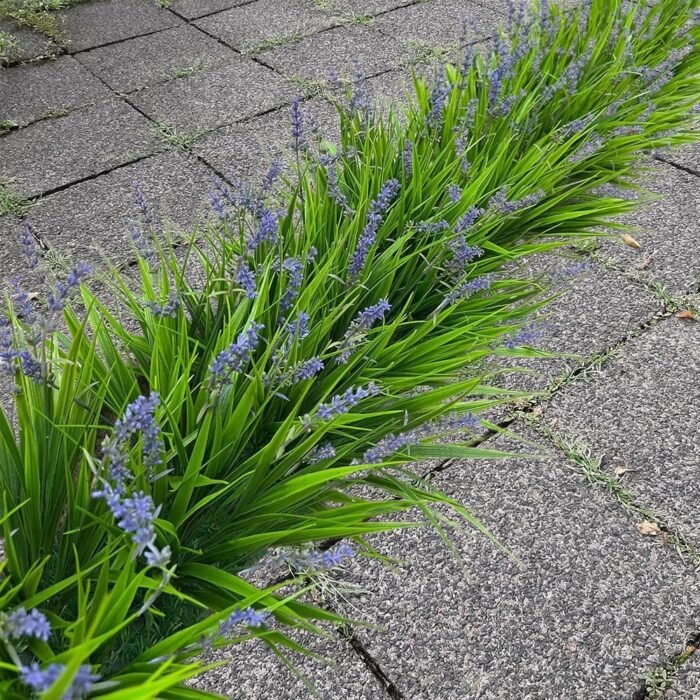 12 Bundles Artificial Grass Fake Plants，Outdoor Fake Monkey Tail Grass with Flowers for Pot UV Resistant Lavender Patio Garden Porch Home Window Hanging Planter Decor Faux Plastic Shrubs(Puper+Green) - Image 5